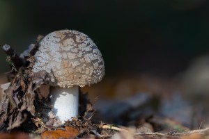 0Y1A9304-bewerkt.jpg